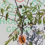 Mandľovník (Prunus dulcis) ´FILIPPO CEO´ – výška 130–160 cm, obvod kmeňa 4/6 cm, kont. C10L